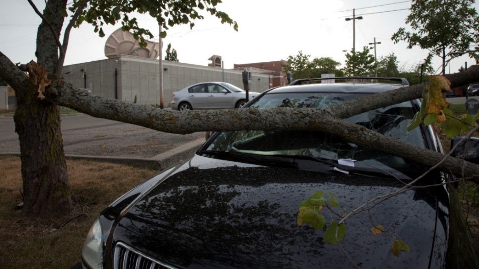 Auto Windshield Damage Tree